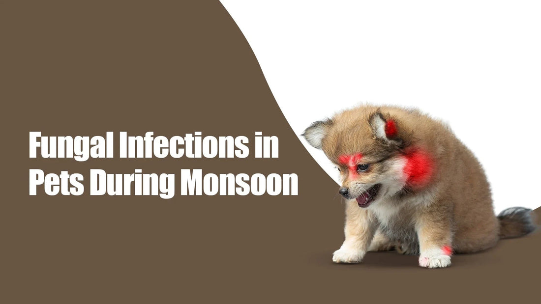 Zigly pet dog with visible red fungal infections during monsoon, awareness graphic