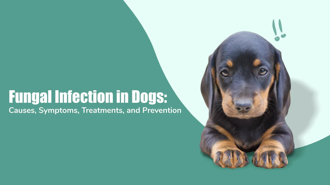 fungal-infection-in-dogs-causes-symptoms-treatment