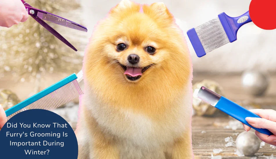 Fluffy Pomeranian dog with grooming brushes, Zigly pet grooming in winter