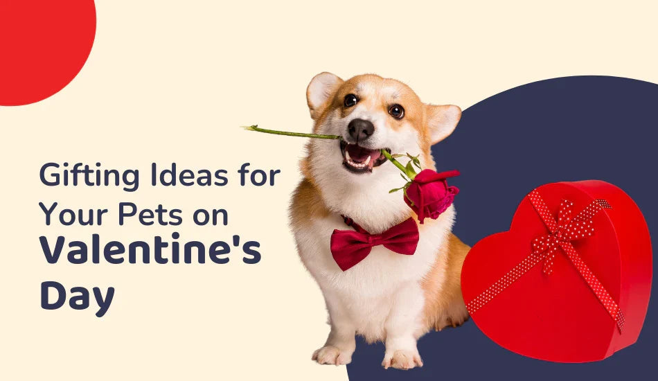 Zigly Valentine's Day pet gifting ideas with corgi dog, red rose, bowtie and heart gift box