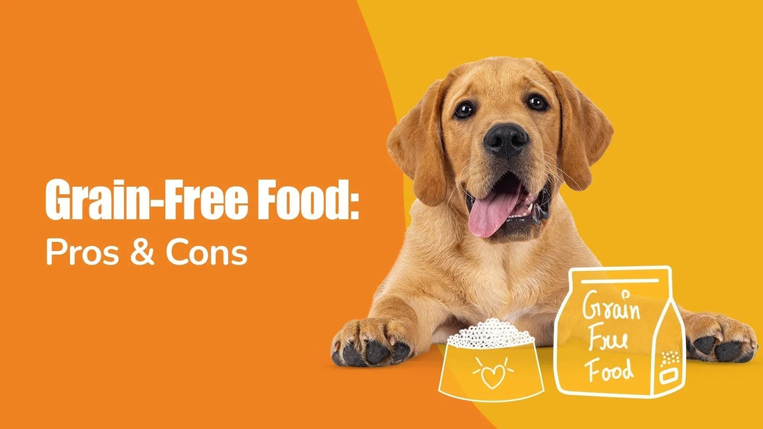 Zigly grain-free dog food pros and cons, happy dog with illustrated food bowl and bag on orange background
