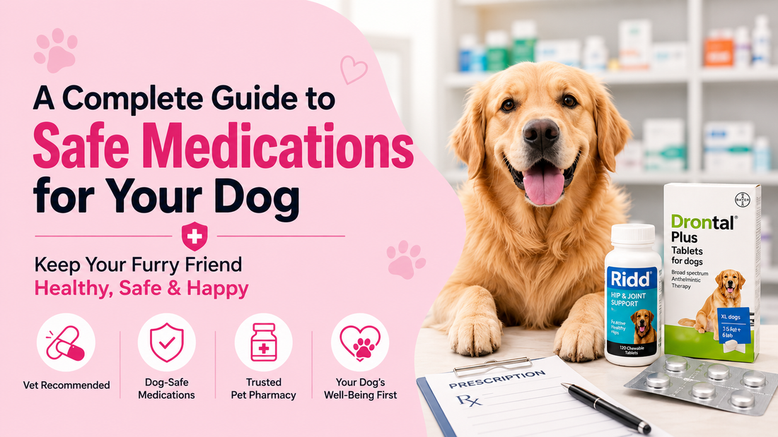 A Complete Guide to Safe Medications for Your Dog