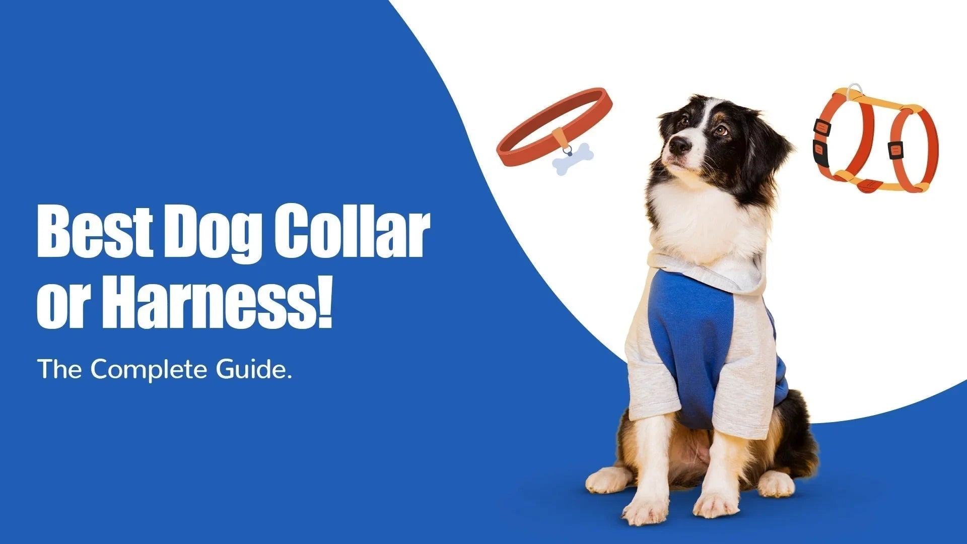 Best Dog Collars & Harnesses: Complete Buying Guide | Zigly