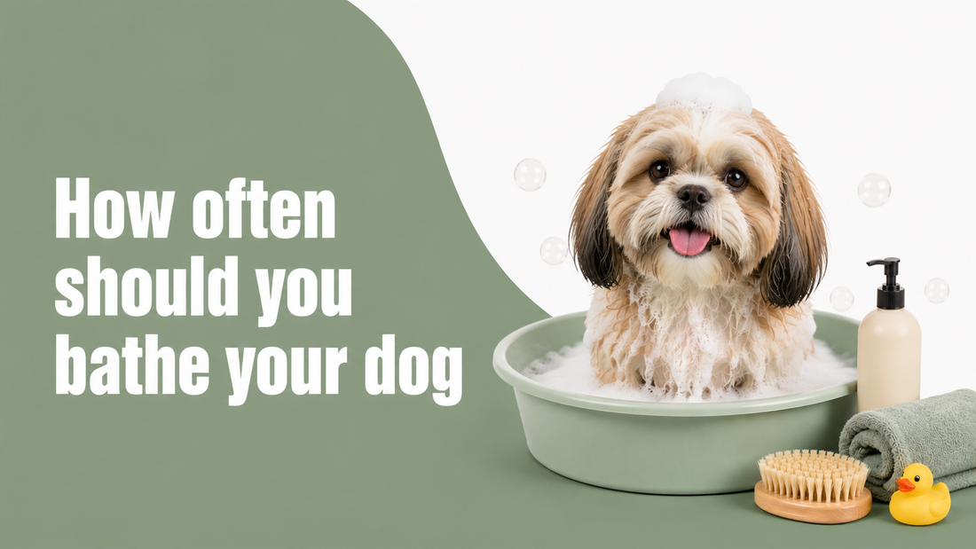 How Often Should You Bathe Your Dog in Summer? Vet-Backed Answer