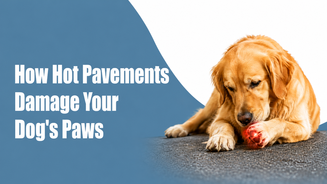 Paw Burn Alert: How Hot Pavements Damage Your Dog's Paws &amp; How to Protect Them&nbsp;