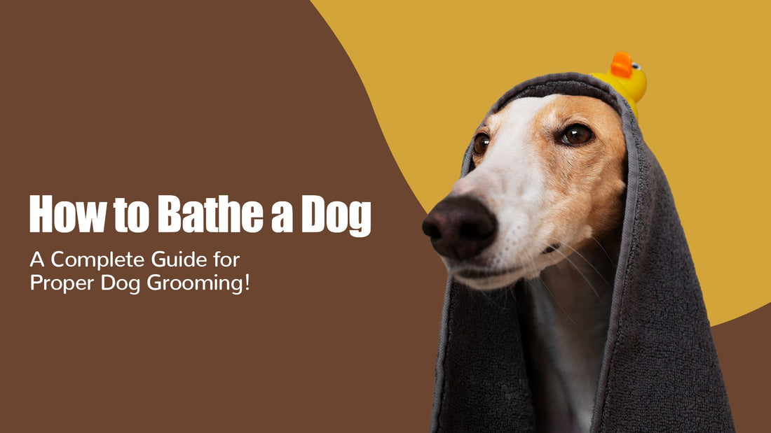 How to Bathe a Dog: A Complete Guide for Proper Dog Grooming