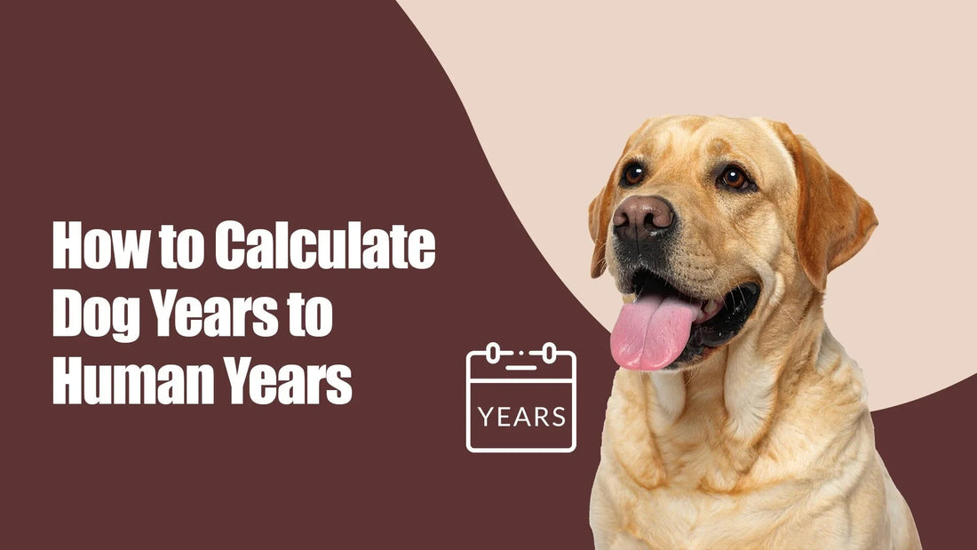Zigly guide on how to calculate dog years to human years with happy Labrador and calendar icon