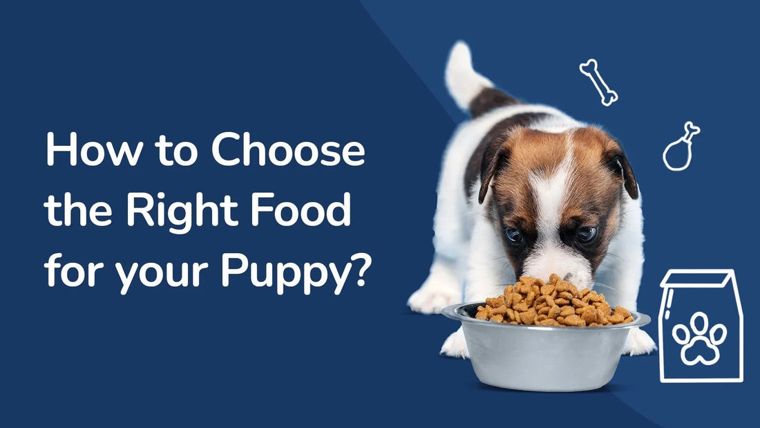 Zigly puppy eating kibble from bowl on blue background with text about choosing puppy food