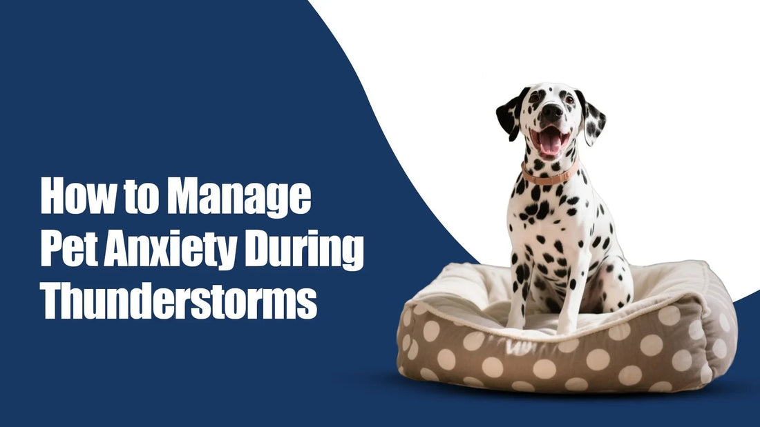 Dalmatian dog on polka dot bed, pet anxiety thunderstorms tips, Zigly branding