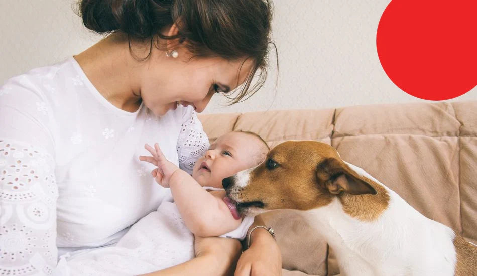 Mother with baby and dog meeting on couch, Zigly pet family bonding