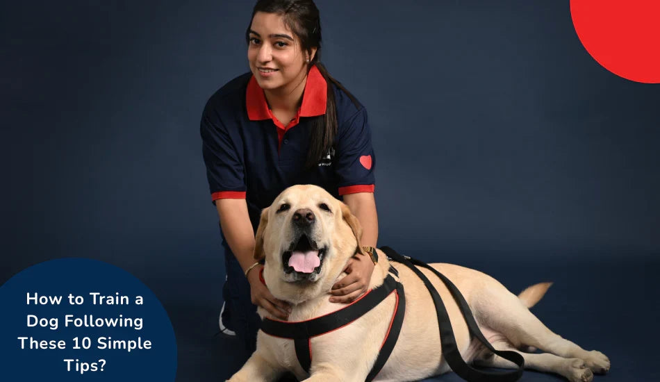 Woman training a Labrador dog with harness, Zigly dog training tips, dark background