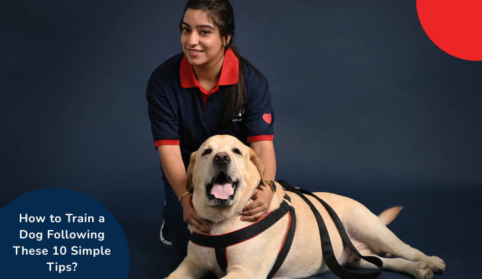 How to Train a Dog Following These 10 Simple Tips?