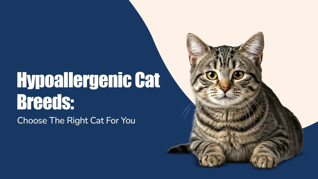 Tabby cat on split blue and beige background with 'Hypoallergenic Cat Breeds' text, zigly