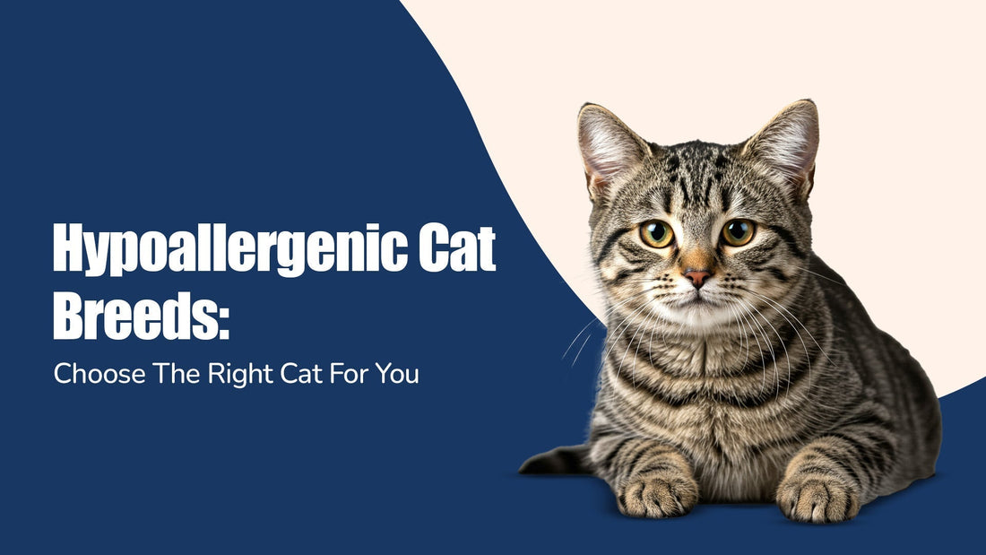 Hypoallergenic Cat Breeds: Choose The Right Cat For You