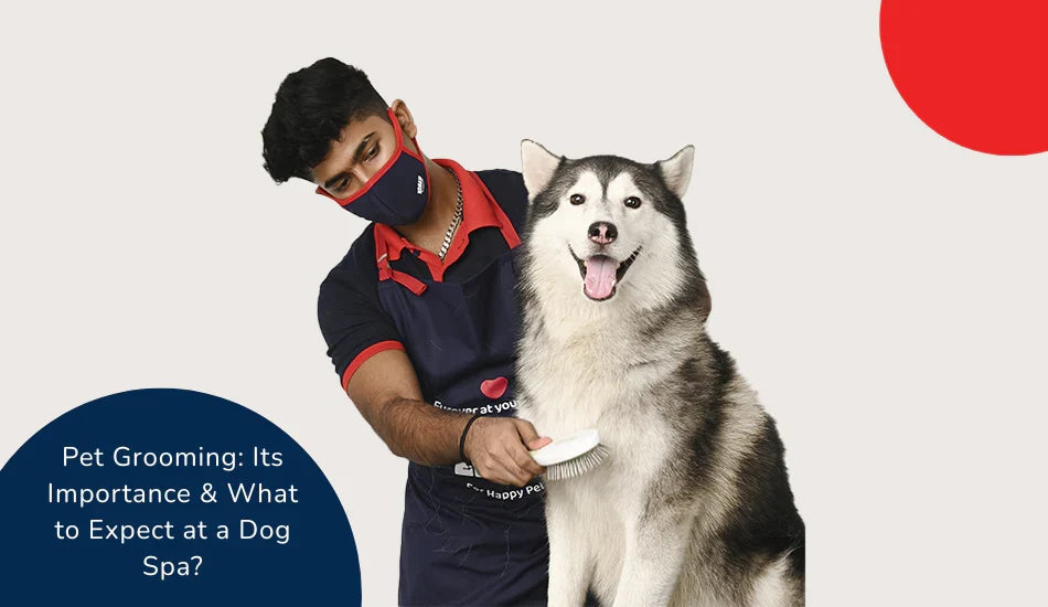 Zigly dog spa groomer brushing happy Siberian Husky, pet grooming importance