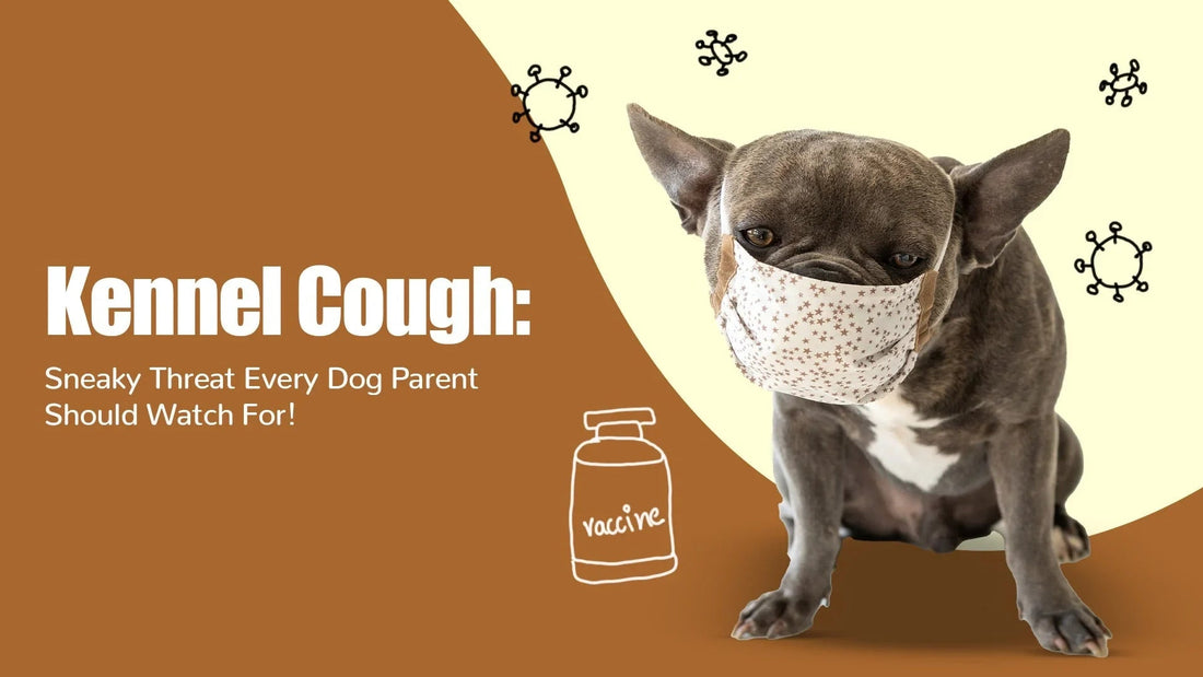 French bulldog wearing a mask, kennel cough warning text, vaccine graphic, zigly branding