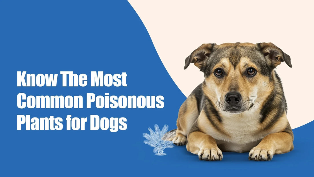 Most Common Poisonous Plants for Dogs - Zigly