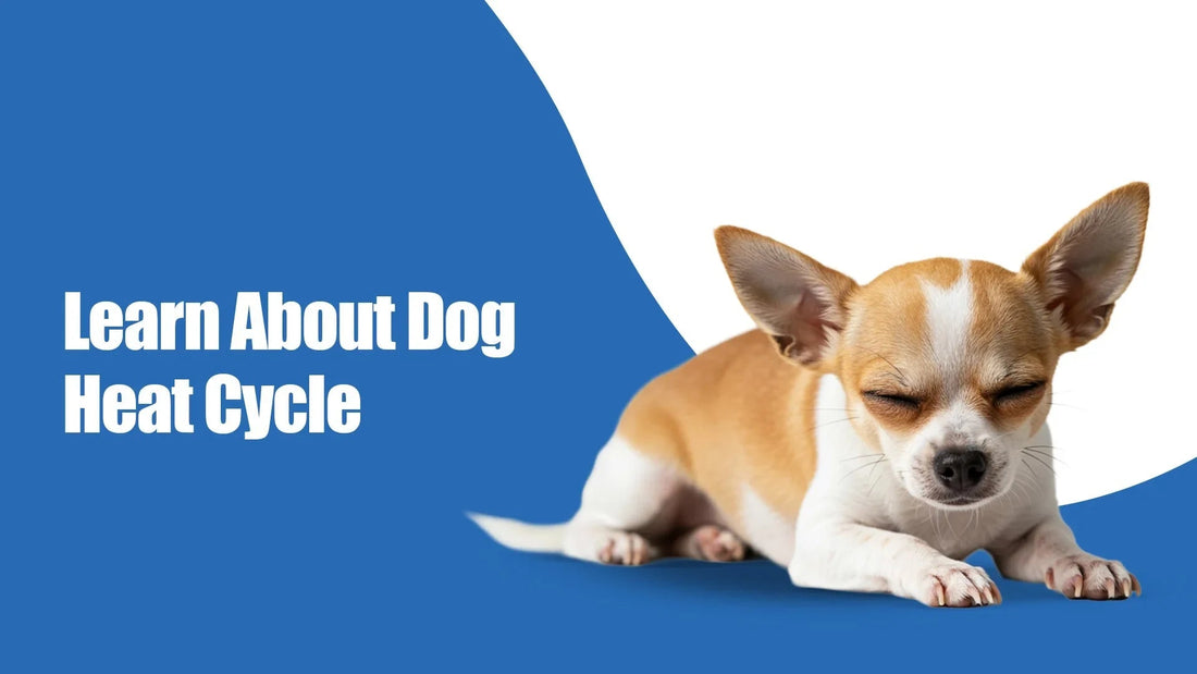 Zigly dog heat cycle guide with tan and white chihuahua lying on blue and white background.