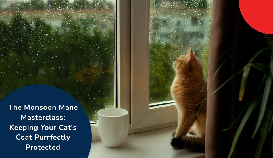 Ginger cat by rainy window with cup, Zigly monsoon cat care masterclass text overlay