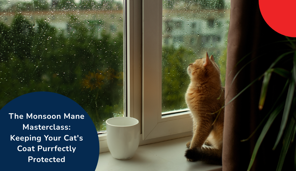 monsoon-mane-masterclass-cat-coat-grooming-tips