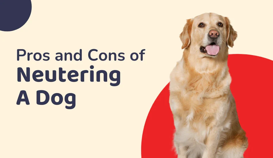 Zigly graphic showing pros and cons of neutering a dog with a golden retriever on colored background.