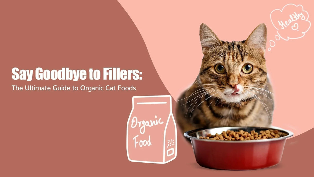 Tabby cat eating organic cat food from red bowl, zigly branding, healthy pet theme