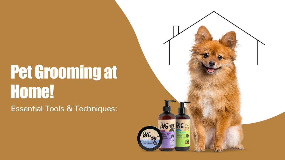 pet-grooming-at-home-tools-techniques