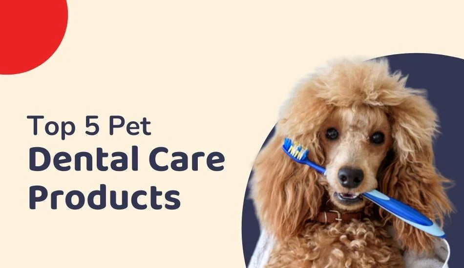 zigly brown poodle holding blue toothbrush, pet dental care products text on beige background