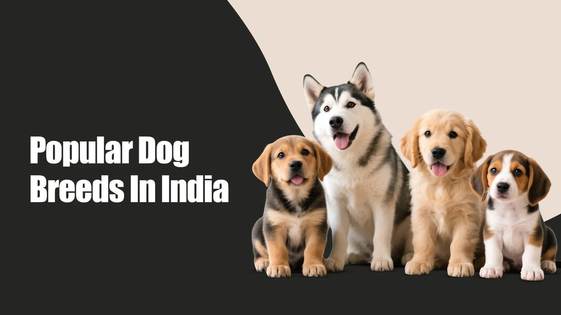 Popular dog breeds in India with puppies, Zigly pet care, black and beige background