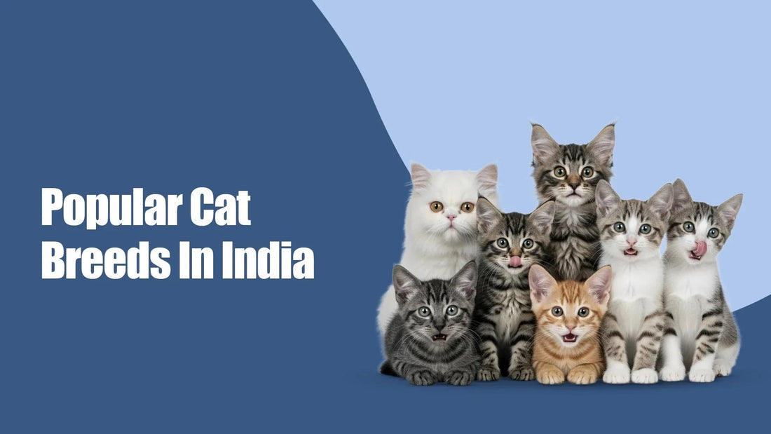 Group of popular cat breeds in India with Zigly branding, blue background, and kittens