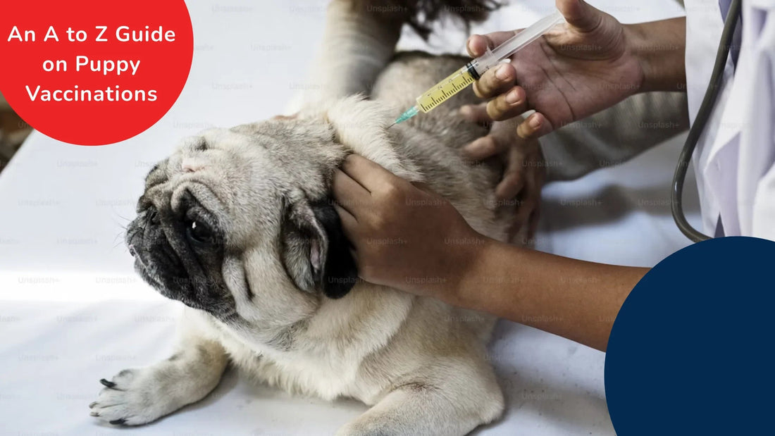 Vet giving pug puppy vaccination, Zigly puppy vaccination guide in clinic setting