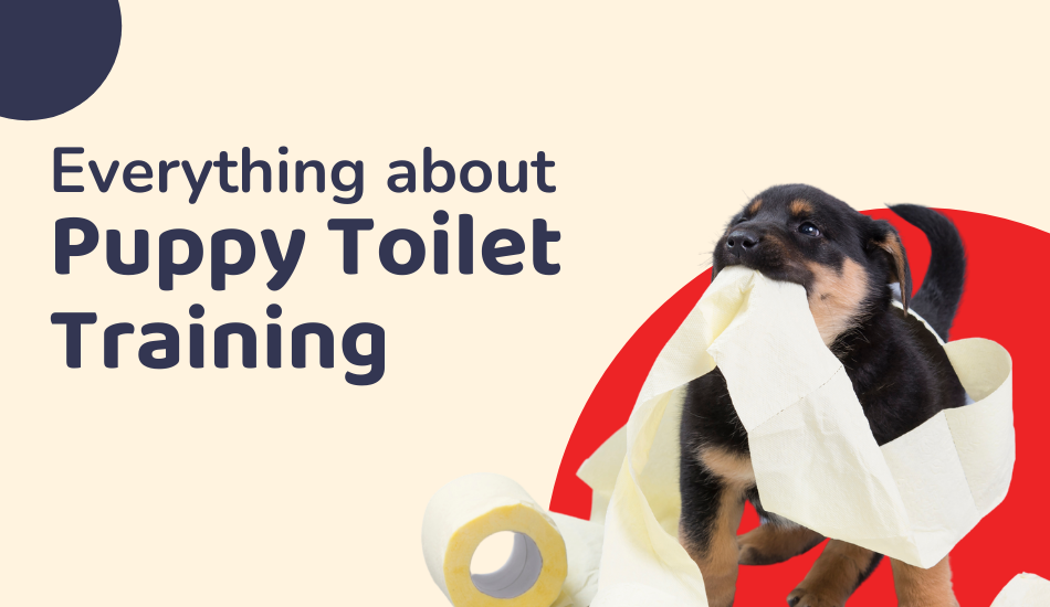 Everything About Puppy Toilet Training