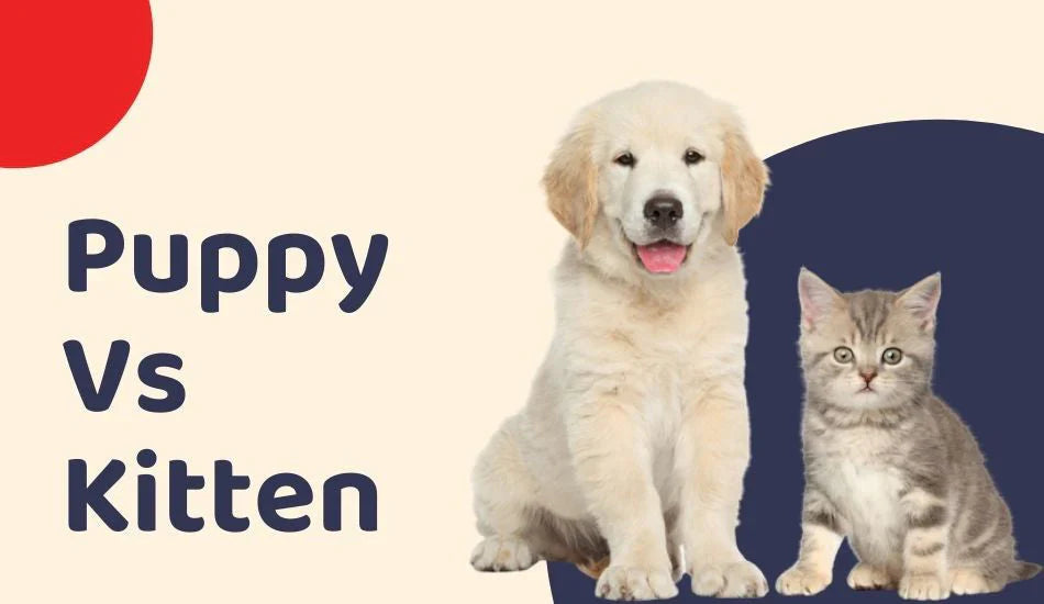 Zigly puppy vs kitten comparison image with golden retriever puppy and gray tabby kitten