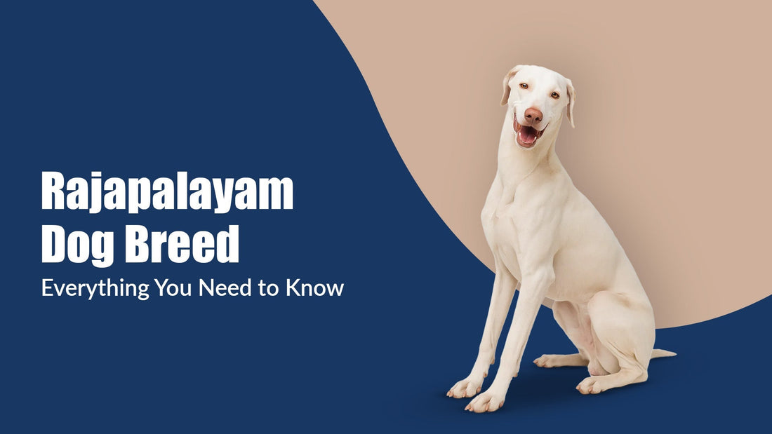 Rajapalayam: The Royal Indian Dog