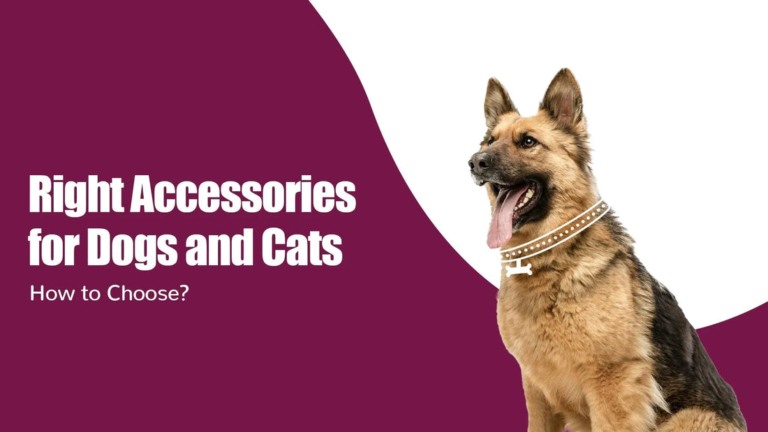 How to Choose the Right Accessories for Dogs and Cats - Zigly