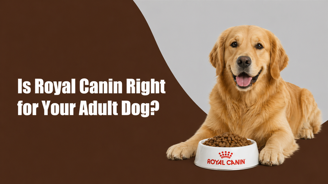 Is Royal Canin Right for Your Adult Dog?