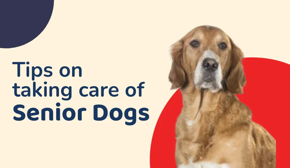 Zigly tips on taking care of senior dogs, golden retriever on beige background with red circle.