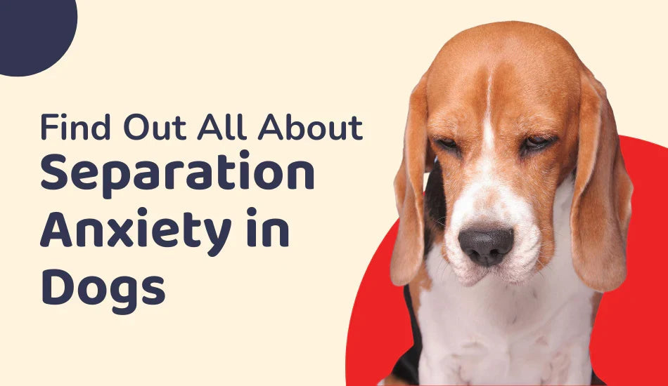 Beagle dog looking sad with text about separation anxiety in dogs, zigly branding