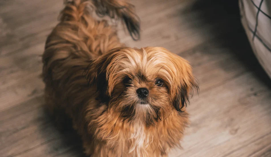Cute brown Shih Tzu dog on wooden floor indoors, zigly pet photo
