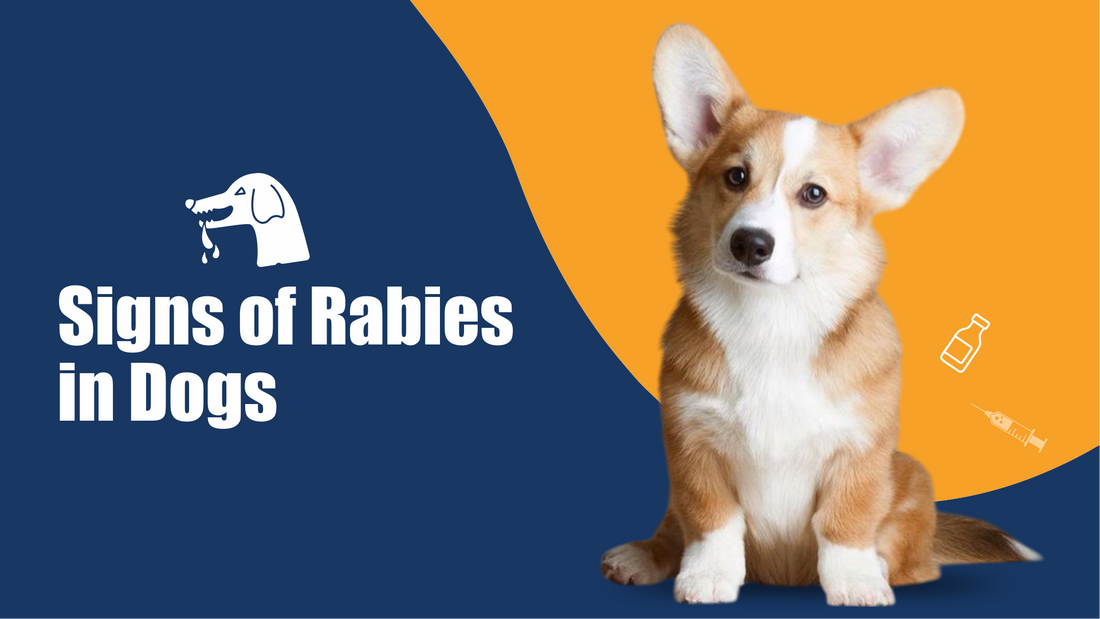 Signs of Rabies in Dogs: Symptoms, Prevention & Treatment