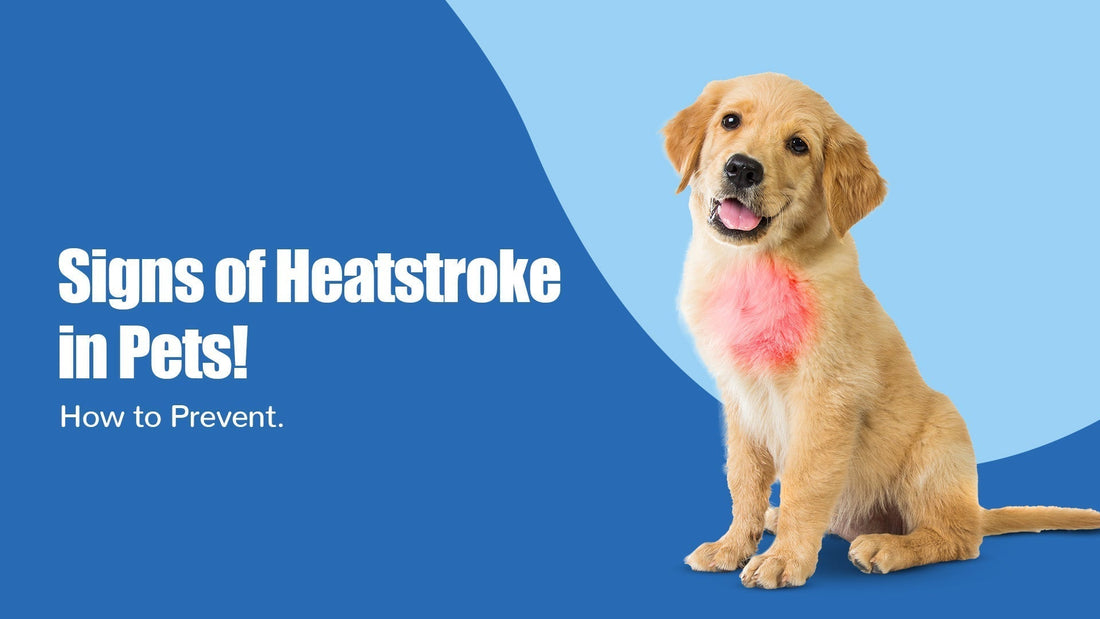 Signs of Heatstroke in Dogs and Cats and How to Prevent It