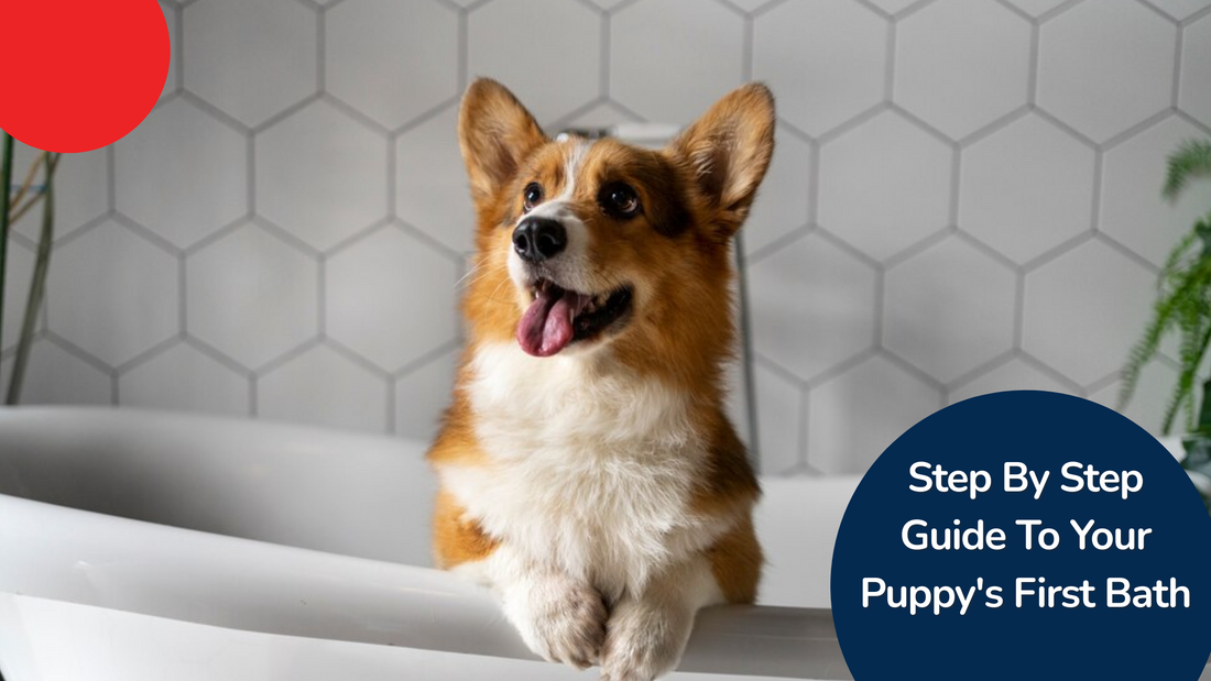 Zigly's Step By Step Guide To Your Puppy's First Bath