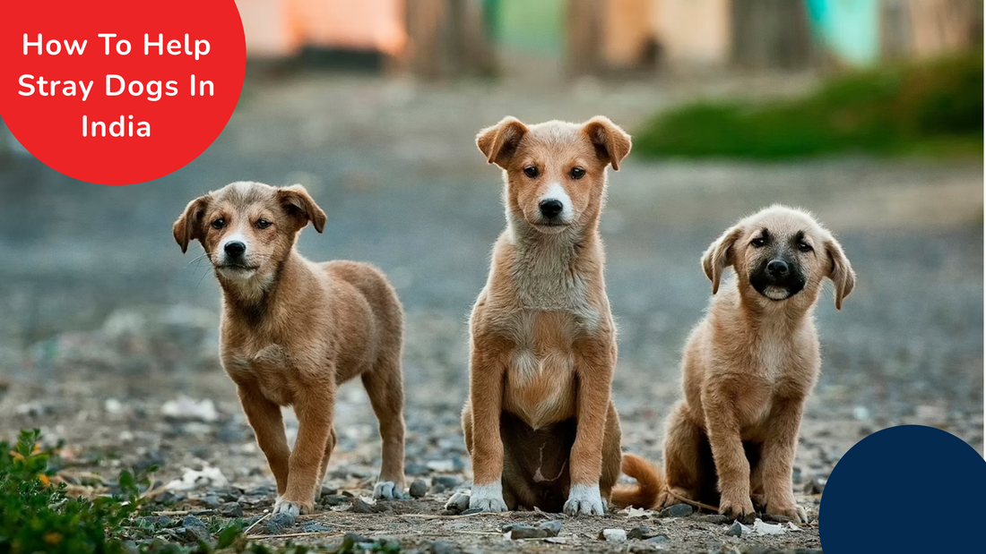 Know More About How To Help Stray Dogs In India