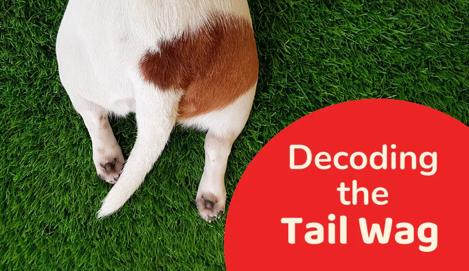 Zigly dog tail wag article image with dog on green grass and Decoding the Tail Wag text