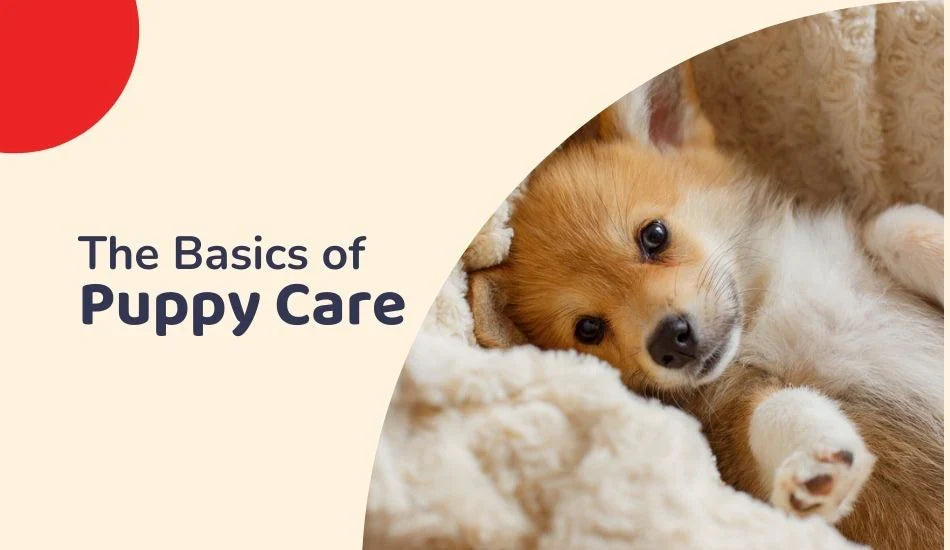 Cute puppy lying on a soft blanket with text 'The Basics of Puppy Care' and zigly branding.