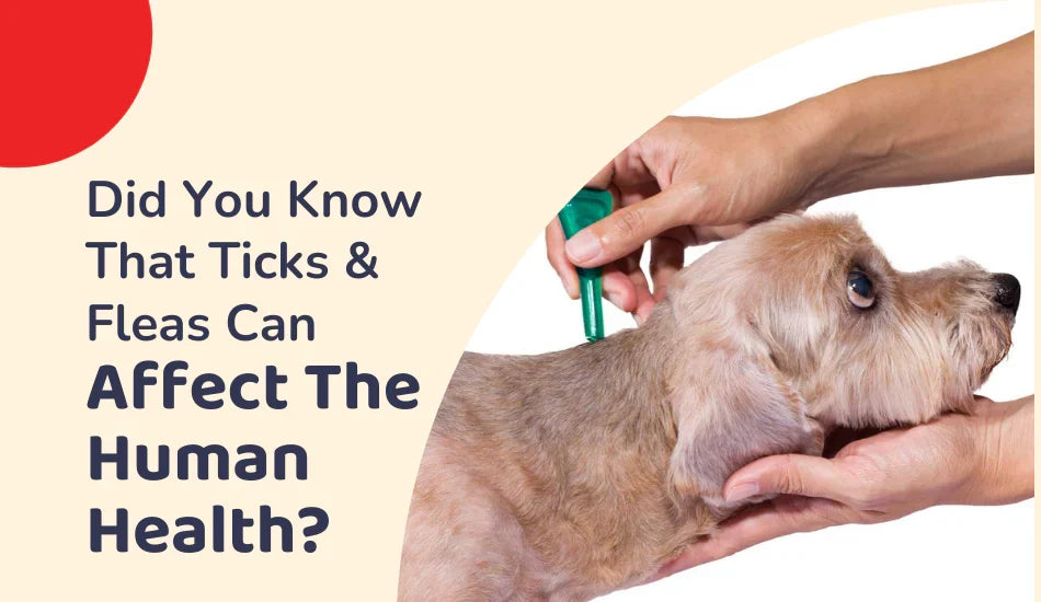 zigly dog getting tick and flea treatment, ticks fleas human health impact info graphic
