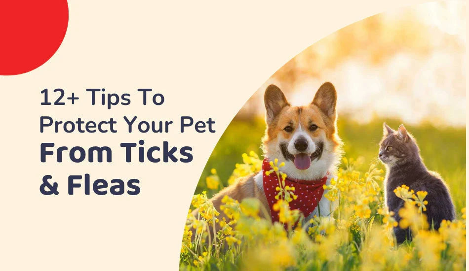 Picture of Top Flea & Tick Prevention Tips for Dogs and Cats – Vet Approved | Zigly