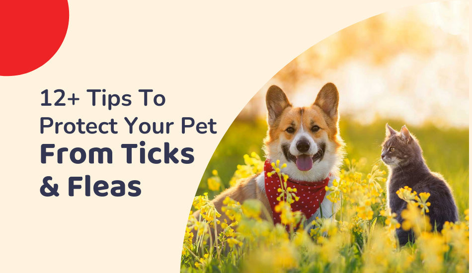 12-tips-to-protect-your-pet-from-ticks-fleas