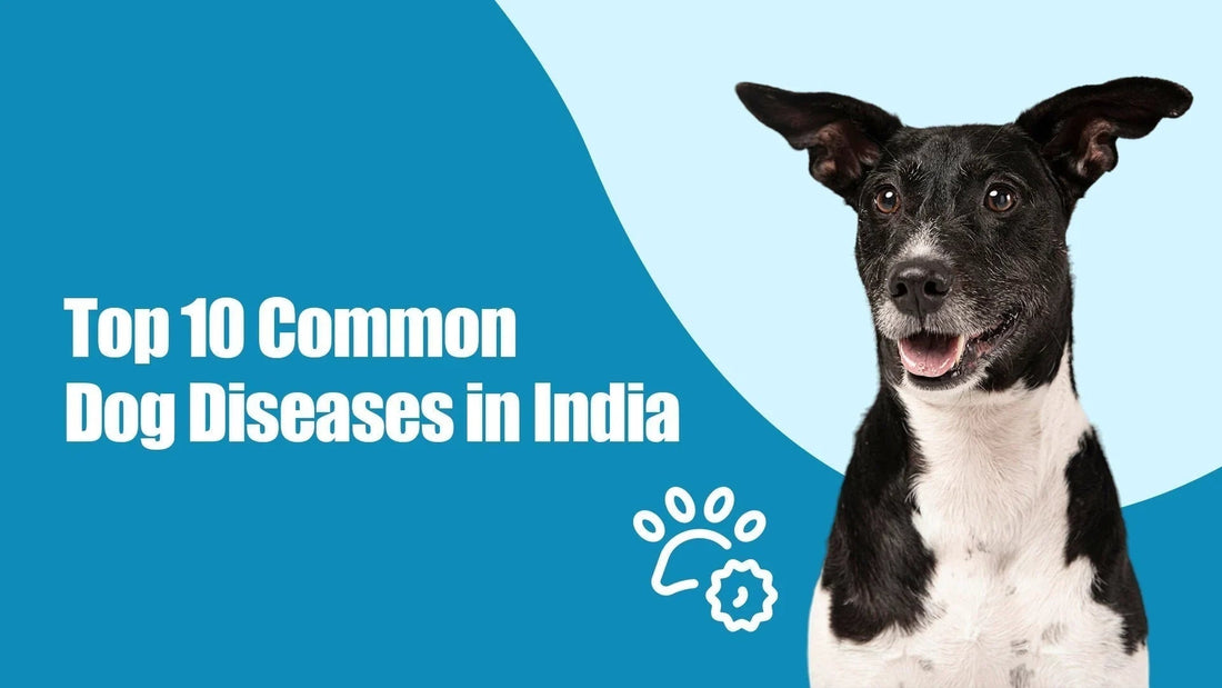 Zigly banner showing black and white dog with text Top 10 Common Dog Diseases in India