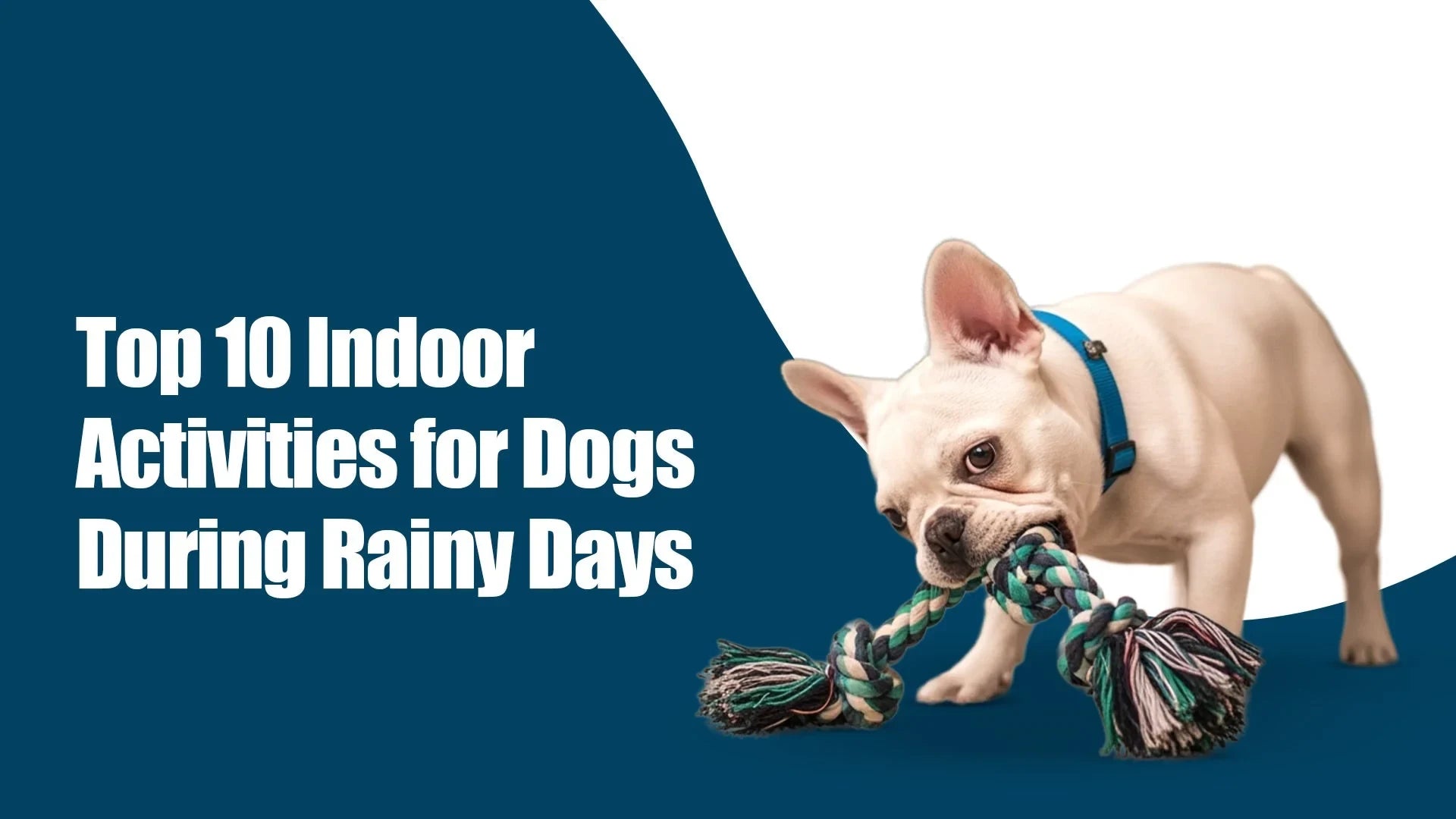 10 Indoor Activities to Keep Your Dog Entertained During Rainy Days | Zigly